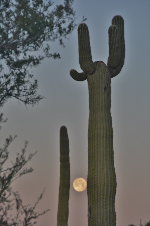 cactus personalities